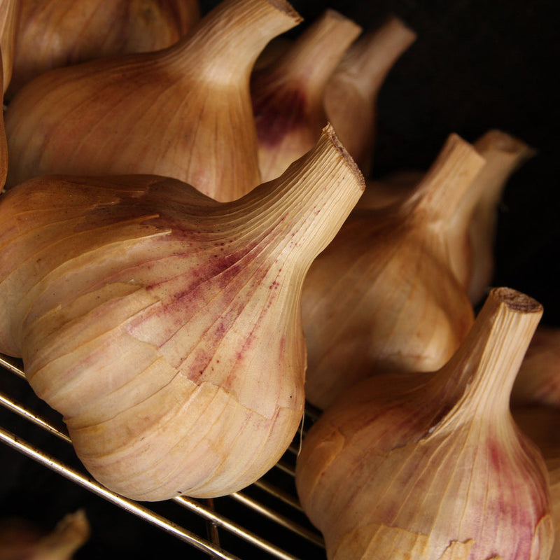 Garlic bulbs in the cold smoker